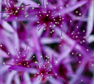 Wie Einrichten eines Lighting Studio für Makro-Blumen-Fotografie Up