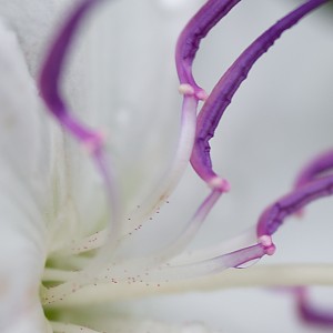 Wie Einrichten eines Lighting Studio für Makro-Blumen-Fotografie Up