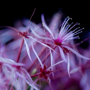 Wie Einrichten eines Lighting Studio für Makro-Blumen-Fotografie Up