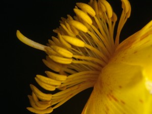 Wie Einrichten eines Lighting Studio für Makro-Blumen-Fotografie Up