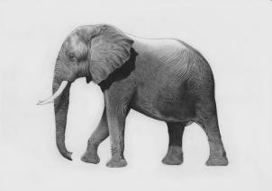 Comment Esquisser un éléphant, étape par étape, Grands animaux Plain, Animaux, GRATUIT Dessin en ligne