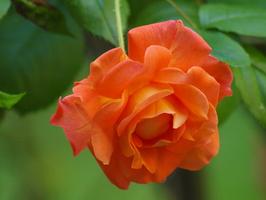 Comment Esquisser Roses - savoir sur la vie
