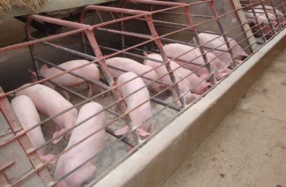 Wie ein Piggery Geschäft in den Philippinen auf Start - Business News Philippinen