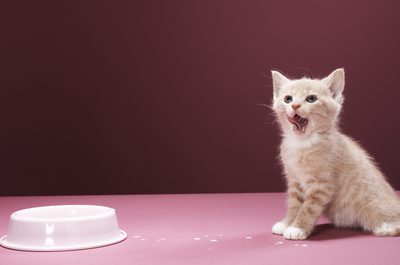 Comment arrêter les chats de Renverser la vaisselle d'eau