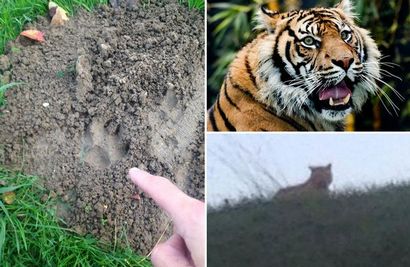 Wie ein Tiger Angriff zu überleben Was tun, wenn Sie kommen in Paris großer Katze auf freien Fuß - Spiegel
