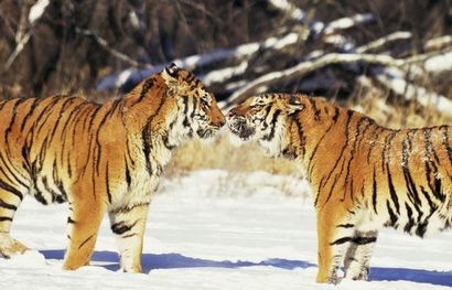Wie ein Tiger Angriff zu überleben Was tun, wenn Sie kommen in Paris großer Katze auf freien Fuß - Spiegel
