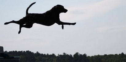 Wie Sie Ihren Hund beibringt Hund Paddel 101 schwimmen