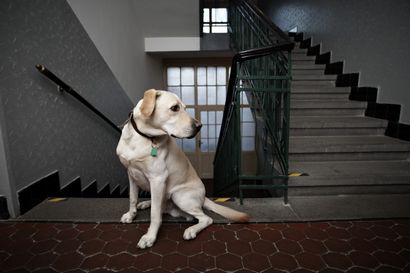 Comment enseigner à votre chien senior à utiliser une rampe ou un escalier