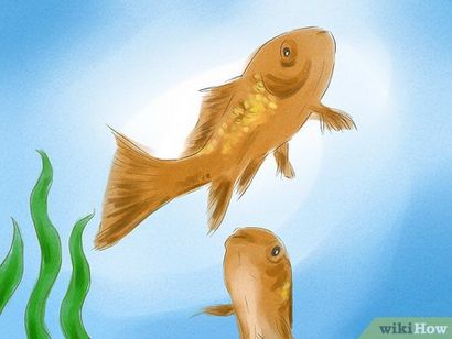 Comment savoir si votre poisson rouge est un homme ou une femme 10 étapes
