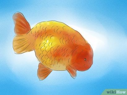 Comment savoir si votre poisson rouge est un homme ou une femme 10 étapes