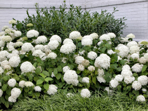 Hydrangea Fragen und Antworten