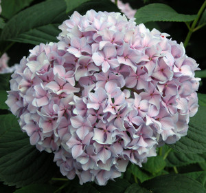 Hydrangea Fragen und Antworten