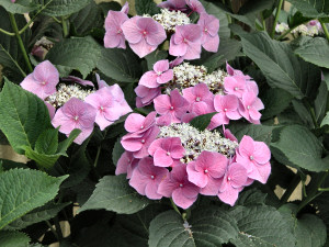 Hydrangea Fragen und Antworten