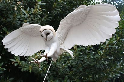 Je fais de papier et les oiseaux de bois par-coupe à la main chaque plume, Bored Panda (page d'accueil sélectionnée) Je fais de papier et les oiseaux de bois par-coupe à la main chaque plume, Bored Panda