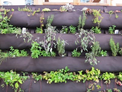 Informationen zu DIY Herb Walls - Tipps zur Herstellung Vertikal Kräutergarten Pflanzenkübel