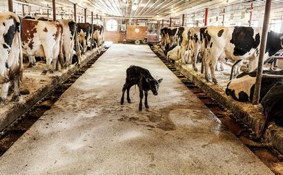 Im Innern der Milch-Maschinen, wie die moderne Milch Works - Moderne Farmer