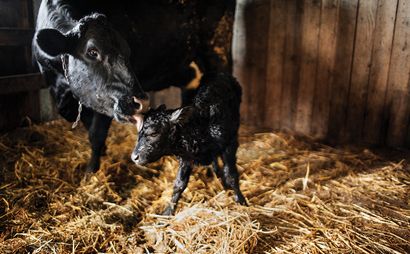 Im Innern der Milch-Maschinen, wie die moderne Milch Works - Moderne Farmer