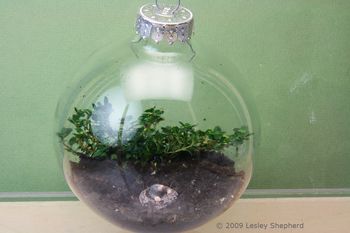 Intro sur Comment faire un Terrarium