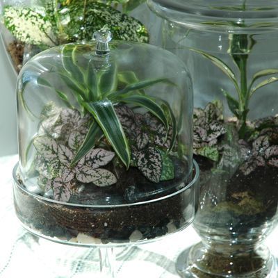 Intro sur Comment faire un Terrarium