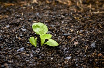 Intro sur Comment faire un Terrarium