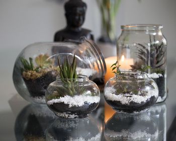 Intro sur Comment faire un Terrarium