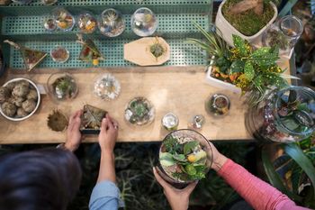 Intro, wie man ein Terrarium Stellen