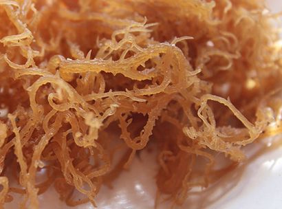 Irish Moss Vorteile, ein nahrhaftes Verdickungsmittel