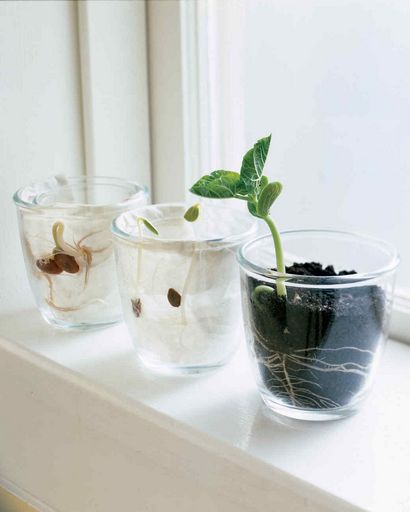 C'est vivant! Comment faire un Terrarium, Martha Stewart