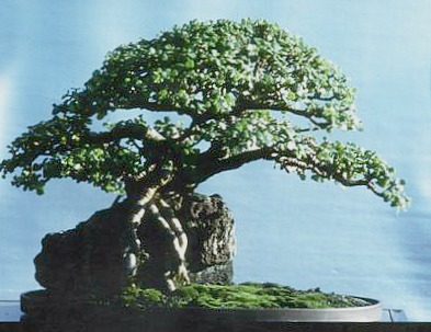Jade Bonsai