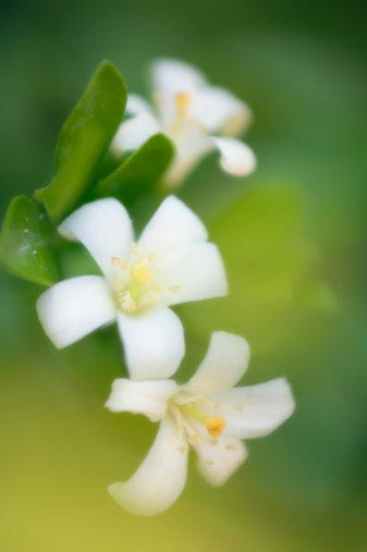 Jasmine Vorteile - Herbal Verwendet Jasmin für pflanzliche - Naturheilmittel, Natur