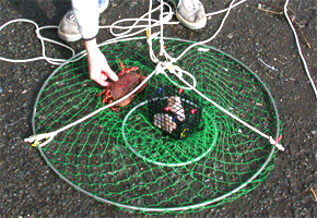 Guide Captivant de Jeff à pêche au crabe - Conseils et techniques pour attraper des crabes et Going Crabbing