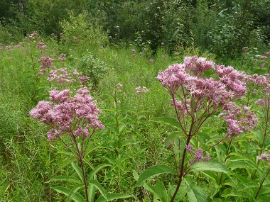 Joe Pye Photos mauvaises herbes, fleurs, feuilles et d'identification, Empatorium purpureum (herbe) Joe Pye Photos mauvaises herbes, fleurs, feuilles et d'identification, Empatorium purpureum