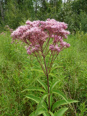 Joe Pye Photos mauvaises herbes, fleurs, feuilles et d'identification, Empatorium purpureum