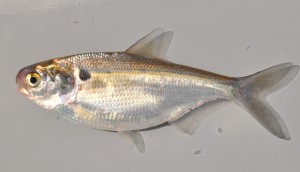 Pêche Jug au lac Texoma, La vie Jug (pêche) Pêche Jug au lac Texoma, La vie Jug
