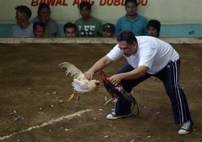 Il suffit de gagner leur vie Cockfighting un mode de vie aux Philippines - NBC Nouvelles (combats de coqs) Il suffit de gagner leur vie Cockfighting un mode de vie aux Philippines - NBC Nouvelles