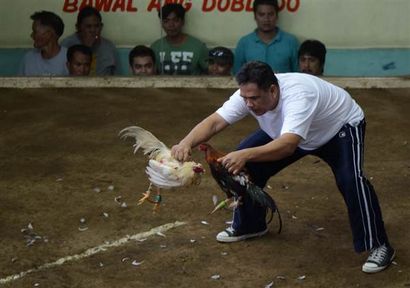 Il suffit de gagner leur vie Cockfighting un mode de vie aux Philippines - NBC Nouvelles