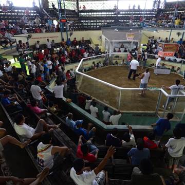 Il suffit de gagner leur vie Cockfighting un mode de vie aux Philippines - NBC Nouvelles