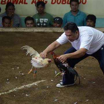 Il suffit de gagner leur vie Cockfighting un mode de vie aux Philippines - NBC Nouvelles