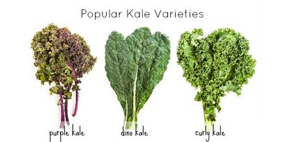 Kale pour des recettes alimentaires pour bébés, WholesomeBabyFood