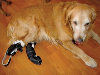 Garder votre chien en bonne santé à trois pattes, l'écorce