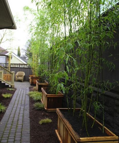 Landschaftsbau mit Bambus - Bob Vila - s Blogs