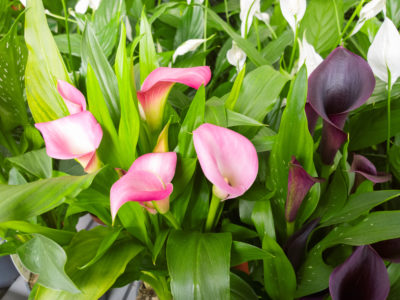 Apprenez à cultiver et à entretenir Calla Lily Flowers