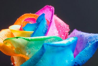 Apprenez à faire Roses simples de couleur et Rainbow