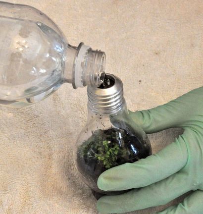 Glühlampe Terrarium 12 Schritte (mit Bildern)