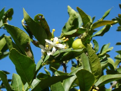 Lime Blossom Tea Avantages à base de plantes - remèdes maison avec fleur de lime, naturel