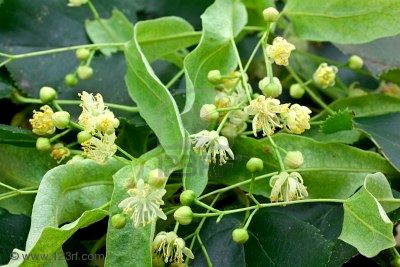 Lime Blossom Tea Avantages à base de plantes - remèdes maison avec fleur de lime, naturel