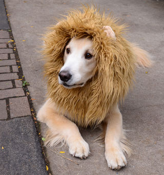 Lion Dog Costume 5 étapes (avec des images) (photos) Lion Dog Costume 5 étapes (avec photos)