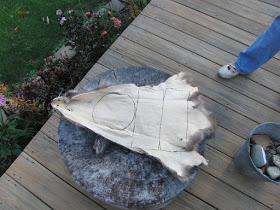 Petit Blog dans la Big Woods Comment faire un chapeau de raton laveur (raton laveur) Petit Blog dans la Big Woods Comment faire un chapeau de raton laveur