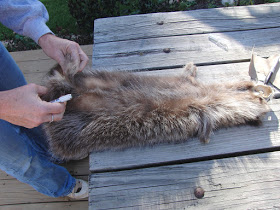 Petit Blog dans la Big Woods Comment faire un chapeau de raton laveur (blog) Petit Blog dans la Big Woods Comment faire un chapeau de raton laveur