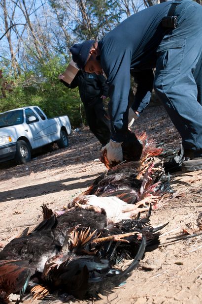 Schießscharten zulassen Cockfighting Thrive, The Texas Tribune